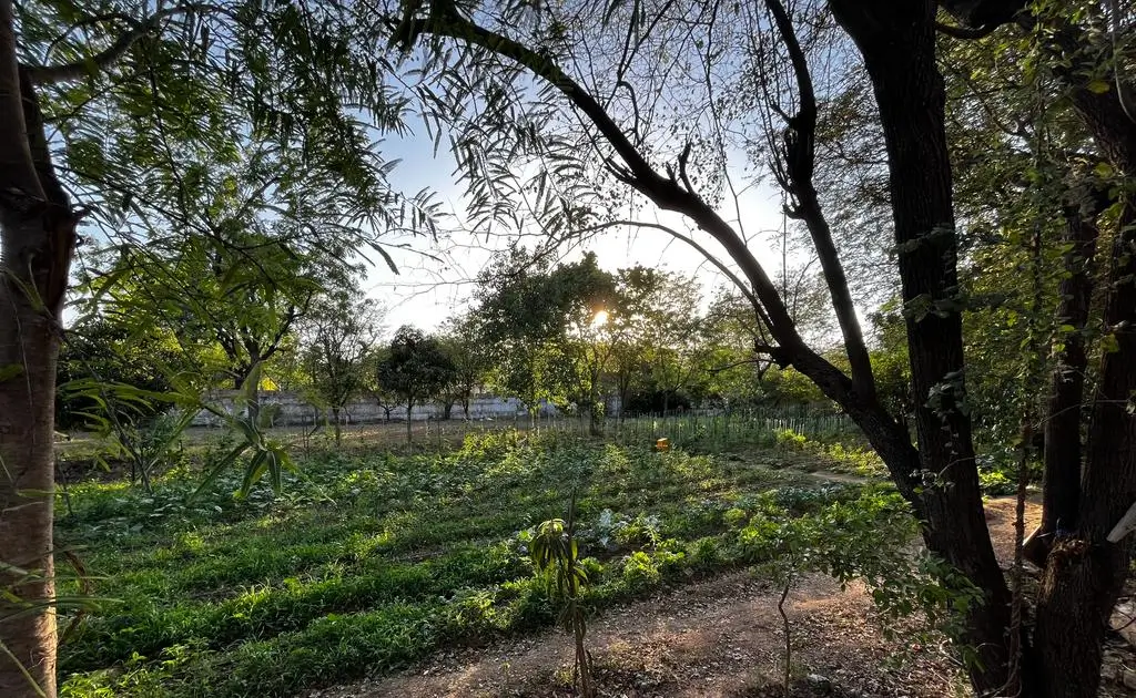 urban food garden - Urban Farms Udaipur